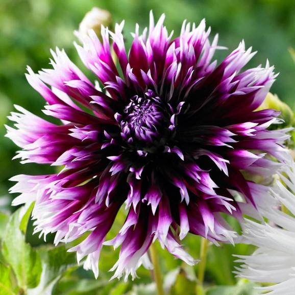 Бульби жоржини Alauna Clair-Obscur