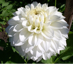 Клубни георгины Myama Fubuki