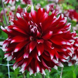 Бульби жоржини Davos