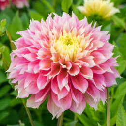 Клубни георгины Kogane Fubuki