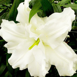 Цибулини лілії Snow World