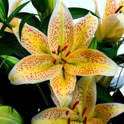 Луковицы лилии Tigermoon