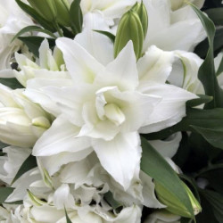 Луковицы лилии Roselily Angela