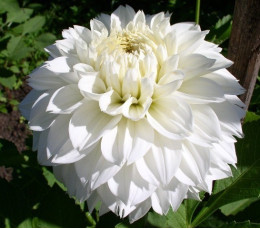 Клубни георгины Myama Fubuki