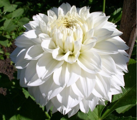 Бульби жоржини Myama Fubuki