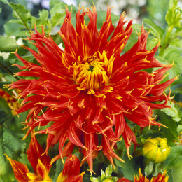 Клубни георгины Show 'N' Tell