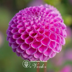 Бульби жоржини Franz Kafka