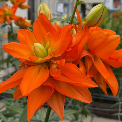 Цибулини лілії Hulk