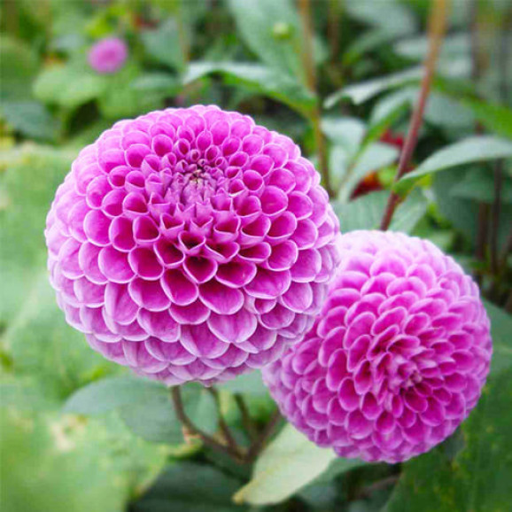 Бульби жоржини Lipoma