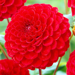 Клубни георгины Nescio 