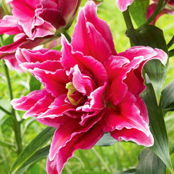 Цибулини лілії Grand Amour