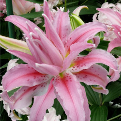 Цибулини лілії Broken Heart