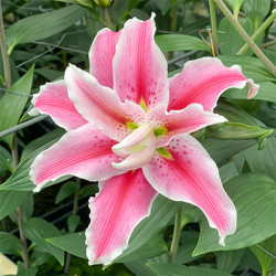 Цибулини лілії Distant Drum