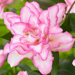 Луковицы лилии Roselily Anouska