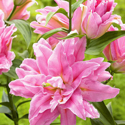 Луковицы лилии Younigue