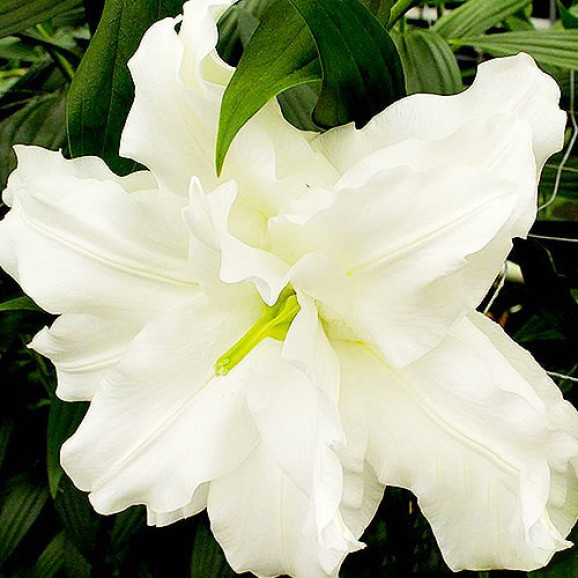 Цибулини лілії Snow World