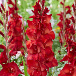 Луковицы гладиолуса Amiga 