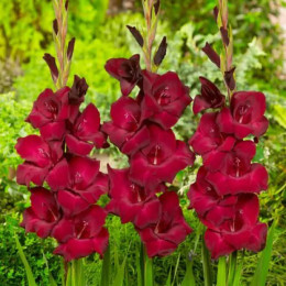 Цибулини гладіолуса At Night