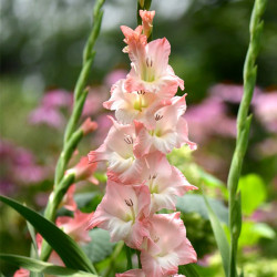 Луковицы гладиолуса Careless 