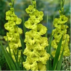 Цибулини гладіолуса GREEN STAR