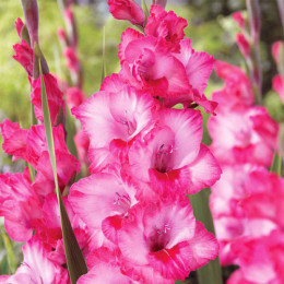 Луковицы гладиолуса Hugo 