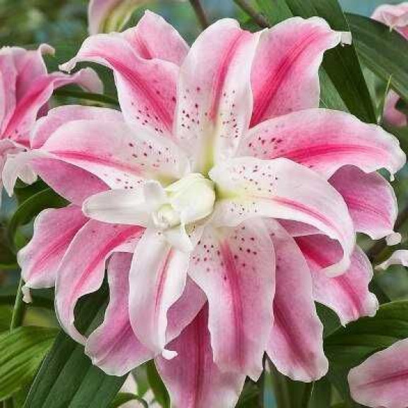 Луковицы лилии Sweet Rosy