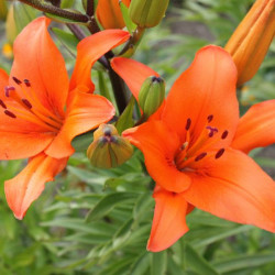 Цибулини лілії Falmarin