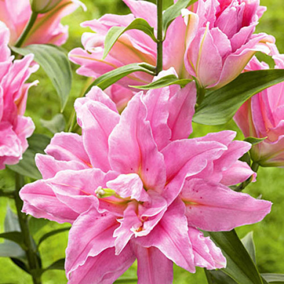 Луковицы лилии Younigue