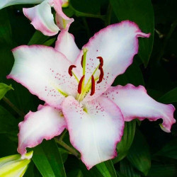 Цибулини лілії Brasilia