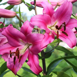 Луковицы лилии Loverstown