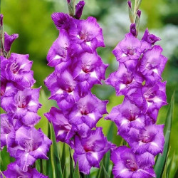 Цибулини гладіолуса Blue Isle