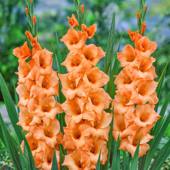 Цибулини гладіолуса Peter Pears