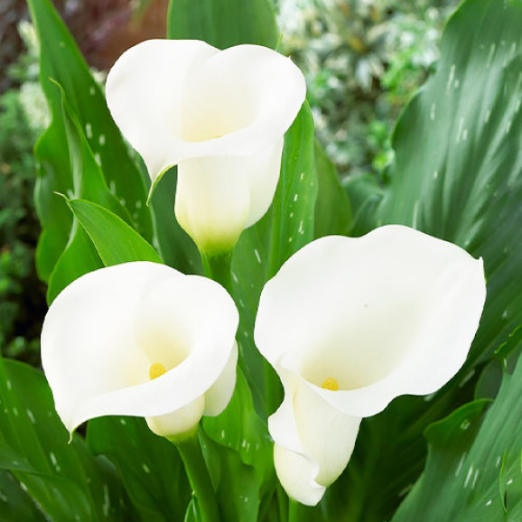 Цибулини кали Ivory Art