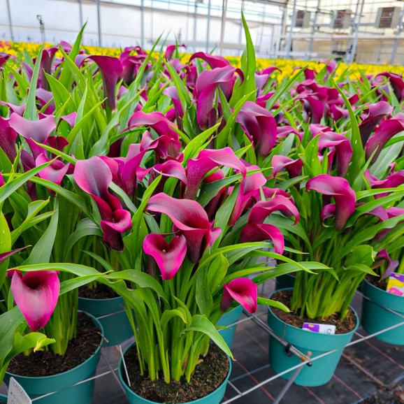 Луковицы каллы Outback