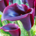 Луковицы каллы Outback