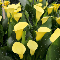 Цибулини кал Novi Sun