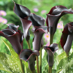 Цибулини кал Odessa