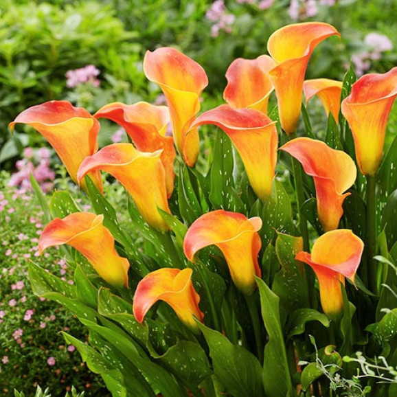 Цибулини кали Royal Pumpkin