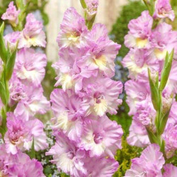 Луковицы гладиолуса Magenta Princess