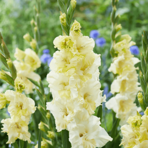 Цибулини гладіолуса Happy Touch