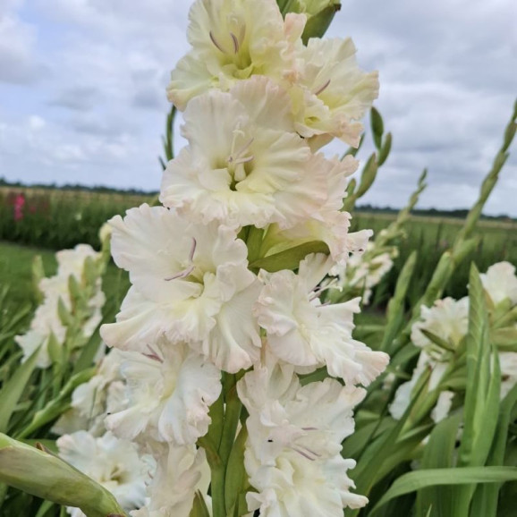 Цибулини гладіолуса Ivory Perfection (Saint Dmitri Solynksi)