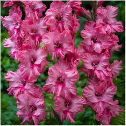 Луковицы гладиолуса Kingston Ruffle