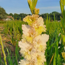 Луковицы гладиолуса Cera Fearless