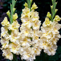 Луковицы гладиолуса Sweet Crystal