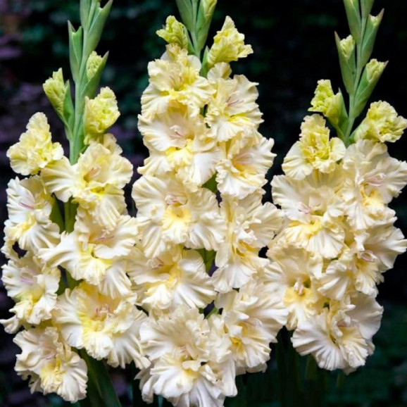 Цибулини гладіолуса Sweet Crystal