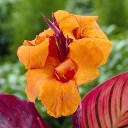 Клубни канны Durban