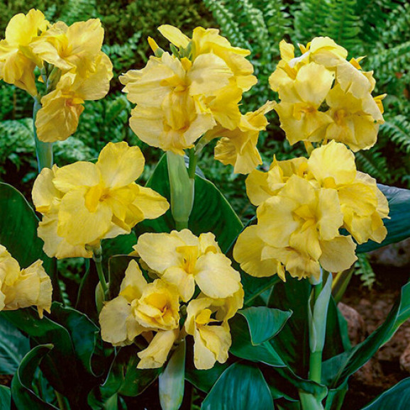 Бульби канни Futurity Yellow