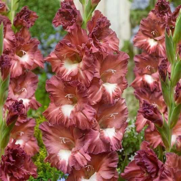 Цибулини гладіолуса Tiramisu 