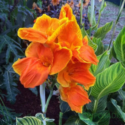 Бульби канни Striata