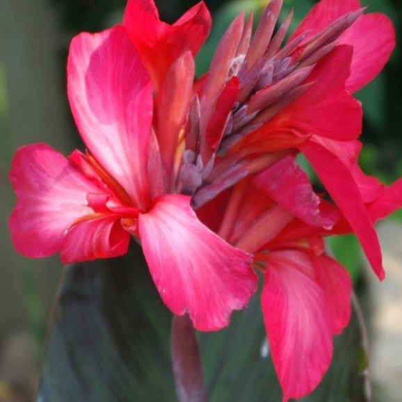 Бульби канни Red Wine